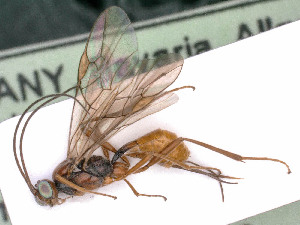  ( - BC-ZSM-HYM-24118-E10)  @11 [ ] by-nc-sa (2020) SNSB, Staatliche Naturwissenschaftliche Sammlungen Bayerns SNSB, Zoologische Staatssammlung Muenchen