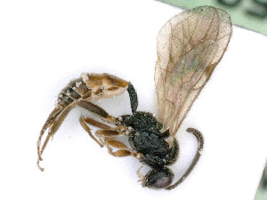  ( - BC-ZSM-HYM-24119-F10)  @11 [ ] by-nc-sa (2020) SNSB, Staatliche Naturwissenschaftliche Sammlungen Bayerns SNSB, Zoologische Staatssammlung Muenchen