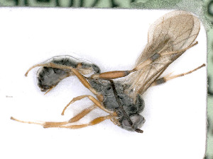  ( - BC-ZSM-HYM-24119-G08)  @11 [ ] by-nc-sa (2020) SNSB, Staatliche Naturwissenschaftliche Sammlungen Bayerns SNSB, Zoologische Staatssammlung Muenchen