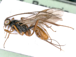  ( - BC-ZSM-HYM-24119-H08)  @12 [ ] CreativeCommons - Attribution Non-Commercial Share-Alike (2016) SNSB, Staatliche Naturwissenschaftliche Sammlungen Bayerns ZSM (SNSB, Zoologische Staatssammlung Muenchen)