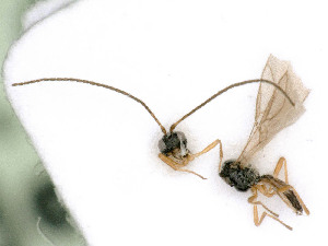  ( - BC-ZSM-HYM-24121-B03)  @12 [ ] by-nc-sa (2020) SNSB, Staatliche Naturwissenschaftliche Sammlungen Bayerns SNSB, Zoologische Staatssammlung Muenchen