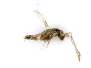  ( - BC-ZSM-HYM-24125-H03)  @12 [ ] CreativeCommons - Attribution Non-Commercial Share-Alike (2016) SNSB, Staatliche Naturwissenschaftliche Sammlungen Bayerns ZSM (SNSB, Zoologische Staatssammlung Muenchen)