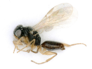  ( - BC-ZSM-HYM-24126-F07)  @11 [ ] CreativeCommons - Attribution Non-Commercial Share-Alike (2016) SNSB, Staatliche Naturwissenschaftliche Sammlungen Bayerns ZSM (SNSB, Zoologische Staatssammlung Muenchen)