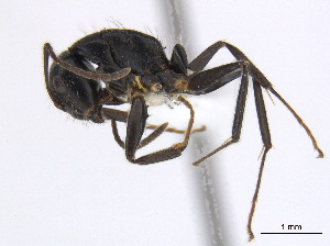  (Camponotus MAS021 - CCDB-22212-G07)  @14 [ ] CreativeCommons - Attribution (2011) M. Alex Smith Centre for Biodiversity Genomics