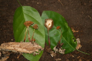  (Marasmius leoninus - CTES CB-19-43)  @11 [ ] Copyright (2014) IBONE IBONE