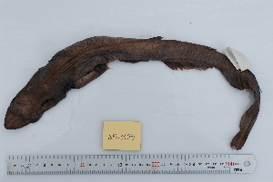 (Apristurus longicephalus - BPS-0159)  @14 [ ] Copyright (2013) Samuel P. Iglesias Museum national d'Histoire naturelle