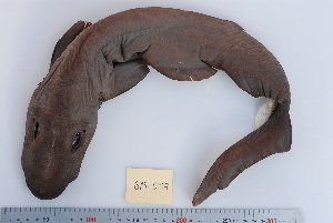  (Apristurus cf. sinensis - BPS-0177)  @14 [ ] Copyright (2013) Samuel P. Iglesias Museum national d'Histoire naturelle