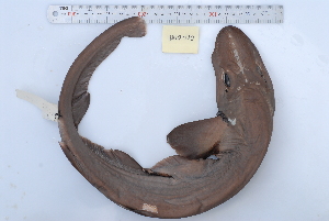  (Apristurus platyrhynchus - BPS-0181)  @13 [ ] Copyright (2013) Samuel P. Iglesias Museum national d'Histoire naturelle