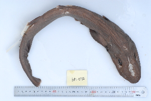  (Apristurus platyrhynchus - BPS-0182)  @13 [ ] Copyright (2013) Samuel P. Iglesias Museum national d'Histoire naturelle