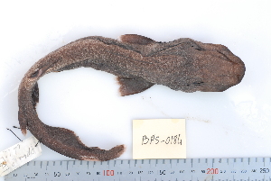  (Apristurus melanoasper - BPS-0184)  @13 [ ] Copyright (2013) Samuel P. Iglesias Museum national d'Histoire naturelle