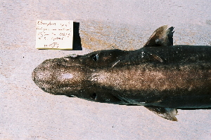  (Etmopterus bigelowi - BPS-0452)  @13 [ ] Copyright (2002) Samuel P. Iglesias Museum national d'Histoire naturelle