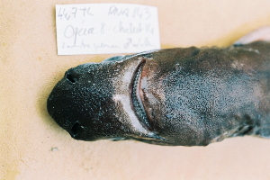  (Etmopterus pseudosqualiolus - BPS-0453)  @13 [ ] Copyright (2002) Samuel P. Iglesias Museum national d'Histoire naturelle