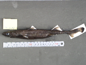 (Etmopterus fusus - BPS-0498)  @13 [ ] Copyright (2002) Samuel P. Iglesias Museum national d'Histoire naturelle