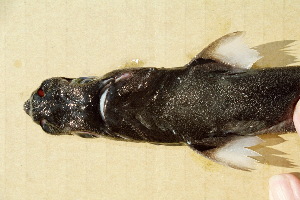  (Etmopterus dislineatus - BPS-0505)  @13 [ ] Copyright (2002) Samuel P. Iglesias Museum national d'Histoire naturelle