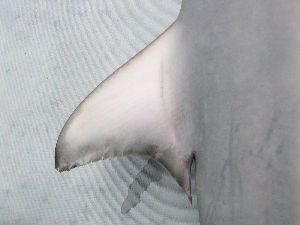 (Carcharhinus limbatus - BPS-0550)  @13 [ ] Copyright (2007) Samuel P. Iglesias Museum national d'Histoire naturelle