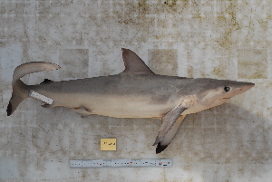  (Carcharhinus - BPS-0551)  @15 [ ] Copyright (2013) Samuel P. Iglesias Museum national d'Histoire naturelle