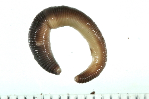  ( - 08BBANN-072)  @13 [ ] CreativeCommons - Attribution (2009) CBG Photography Group Centre for Biodiversity Genomics