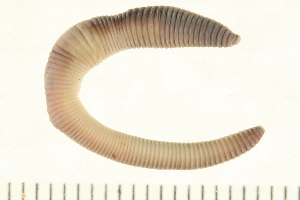  ( - 08BBANN-007)  @13 [ ] CreativeCommons - Attribution (2008) CBG Photography Group Centre for Biodiversity Genomics