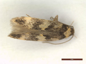  ( - CLV48048)  @11 [ ] CreativeCommons  Attribution Non-Commercial Share-Alike (2023) Carlos Lopez Vaamonde Institut National de la Recherche Agronomique, Zoologie Forestiere