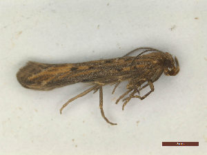  ( - CLV48074)  @11 [ ] CreativeCommons  Attribution Non-Commercial Share-Alike (2023) Carlos Lopez Vaamonde Institut National de la Recherche Agronomique, Zoologie Forestiere