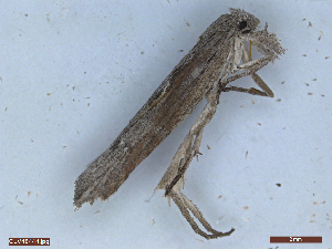  ( - CLV48444)  @11 [ ] CreativeCommons  Attribution Non-Commercial Share-Alike (2024) Carlos Lopez Vaamonde Institut National de la Recherche Agronomique, Zoologie Forestiere