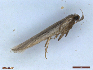  ( - CLV48445)  @11 [ ] CreativeCommons  Attribution Non-Commercial Share-Alike (2024) Carlos Lopez Vaamonde Institut National de la Recherche Agronomique, Zoologie Forestiere