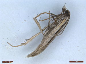  ( - CLV48446)  @11 [ ] CreativeCommons  Attribution Non-Commercial Share-Alike (2024) Carlos Lopez Vaamonde Institut National de la Recherche Agronomique, Zoologie Forestiere