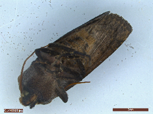  ( - CLV48523)  @11 [ ] CreativeCommons  Attribution Non-Commercial Share-Alike (2024) Carlos Lopez Vaamonde Institut National de la Recherche Agronomique, Zoologie Forestiere