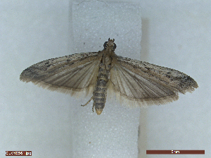  ( - CLV48561)  @11 [ ] CreativeCommons  Attribution Non-Commercial Share-Alike (2024) Carlos Lopez Vaamonde Institut National de la Recherche Agronomique, Zoologie Forestiere