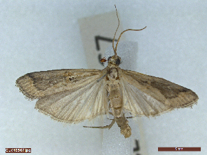  ( - CLV48567)  @11 [ ] CreativeCommons  Attribution Non-Commercial Share-Alike (2024) Carlos Lopez Vaamonde Institut National de la Recherche Agronomique, Zoologie Forestiere