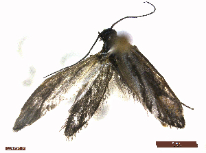  ( - CLV48576)  @11 [ ] CreativeCommons  Attribution Non-Commercial Share-Alike (2024) Carlos Lopez Vaamonde Institut National de la Recherche Agronomique, Zoologie Forestiere