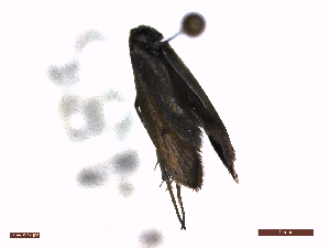  ( - CLV48577)  @11 [ ] CreativeCommons  Attribution Non-Commercial Share-Alike (2024) Carlos Lopez Vaamonde Institut National de la Recherche Agronomique, Zoologie Forestiere