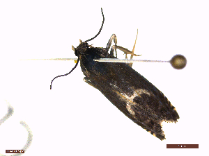  ( - CLV48585)  @11 [ ] CreativeCommons  Attribution Non-Commercial Share-Alike (2024) Carlos Lopez Vaamonde Institut National de la Recherche Agronomique, Zoologie Forestiere