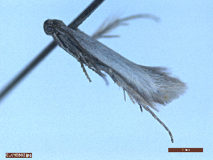  ( - CLV48602)  @11 [ ] CreativeCommons  Attribution Non-Commercial Share-Alike (2024) Carlos Lopez Vaamonde Institut National de la Recherche Agronomique, Zoologie Forestiere