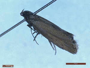  ( - CLV48605)  @11 [ ] CreativeCommons  Attribution Non-Commercial Share-Alike (2024) Carlos Lopez Vaamonde Institut National de la Recherche Agronomique, Zoologie Forestiere