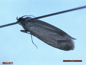  ( - CLV48607)  @11 [ ] CreativeCommons  Attribution Non-Commercial Share-Alike (2024) Carlos Lopez Vaamonde Institut National de la Recherche Agronomique, Zoologie Forestiere