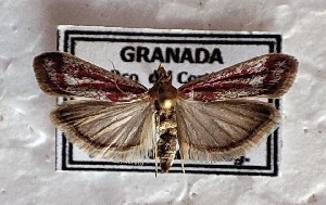  (Ancylosis rhodocrella - CLV49311)  @11 [ ] CreativeCommons  Attribution Non-Commercial Share-Alike (2024) Carlos Lopez Vaamonde Institut National de la Recherche Agronomique, Zoologie Forestiere