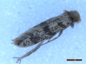  ( - CLV49994)  @11 [ ] CreativeCommons  Attribution Non-Commercial Share-Alike (2025) Carlos Lopez Vaamonde Institut National de la Recherche Agronomique, Zoologie Forestiere