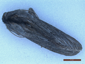  (Cucullia calendula - CLV50028)  @11 [ ] CreativeCommons  Attribution Non-Commercial Share-Alike (2025) Carlos Lopez Vaamonde Institut National de la Recherche Agronomique, Zoologie Forestiere