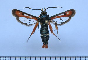  (Pyropteron chrysisidiformis - CLV50087)  @11 [ ] CreativeCommons  Attribution Non-Commercial Share-Alike (2025) Carlos Lopez Vaamonde Institut National de la Recherche Agronomique, Zoologie Forestiere
