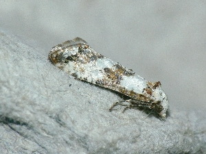  ( - CLV48174)  @11 [ ] CreativeCommons - Attribution Non-Commercial Share-Alike (2025) Carlos Lopez Vaamonde Institut de Recherche sur la Biologie de l'Insecte