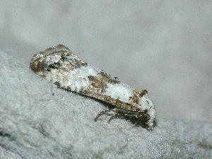  ( - CLV48174)  @11 [ ] CreativeCommons - Attribution Non-Commercial Share-Alike (2025) Carlos Lopez Vaamonde Institut de Recherche sur la Biologie de l'Insecte