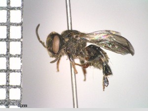  (Augochlorodes - A3_AHP6371)  @11 [ ] CreativeCommons Attribution (by) (2025) P. Alonso-Alonso Julius-Maximilians-Universitat Wuerzburg