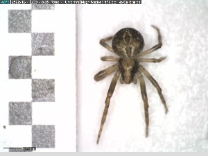  (Neosco - Hesse_13_72)  @11 [ ] c (2024) Kim L. Holzmann Julius-Maximilians-Universit&auml;t W&uuml;rzburg