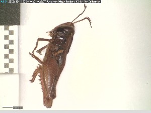  (Tamarassus - Hesse_16_24)  @11 [ ] c (2024) Kim L. Holzmann Julius-Maximilians-Universität Würzburg