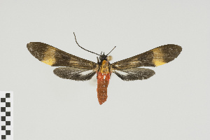  (Rhynchopyga nr elongatus - Pe-Arc-0113)  @11 [ ] copyright (2025) Gunnar Brehm Friedrich-Schiller-University Jena