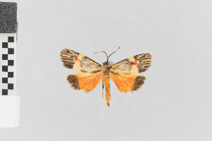 (Callisthenia nr radiata - Pe-Arc-3611)  @11 [ ] copyright (2025) Gunnar Brehm Friedrich-Schiller-University Jena