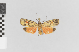  (Callisthenia plicata - Pe-Arc-3661)  @11 [ ] copyright (2025) Gunnar Brehm Friedrich-Schiller-University Jena