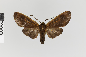  (Onythes pallidicosta gr - Pe-Arc-3889)  @11 [ ] copyright (2025) Gunnar Brehm Friedrich-Schiller-University Jena