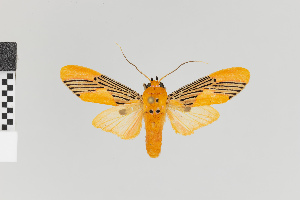  (Lepidokirbyia vittipes gr - Pe-Arc-3934)  @11 [ ] copyright (2025) Gunnar Brehm Friedrich-Schiller-University Jena